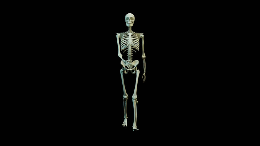Realistic Walk Cycle Human Skeleton - Powered by Shutterstock - Get 15% off with code: PIKWIZARD15