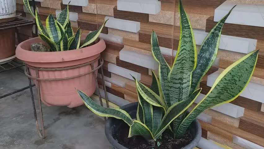 This medium shot showcases two snake plants (Sansevieria trifasciata) in pots, positioned against a backdrop of a textured wall with alternating light and dark beige tiles. 