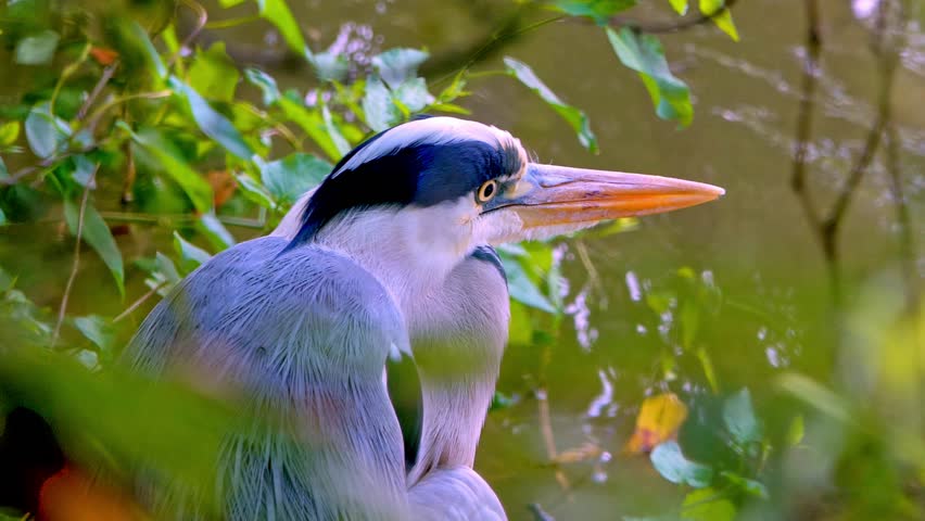 Stunning 4K extreme close-up video of a grey heron standing in a flowing river. Captures intricate feather details and natural behavior in its freshwater habitat. Perfect for wildlife