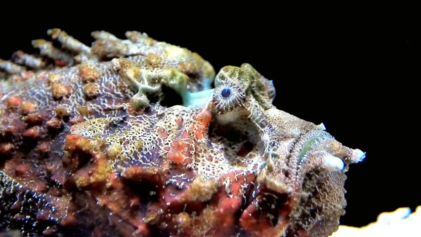 A closeup of a venomous stonefish in the ocean