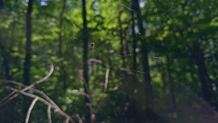 spider centered in delicate web stretched across a sunlit forest background. intricate web design.  revealing the spider