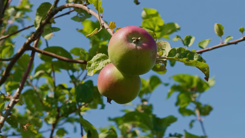 two ripening apples hanging from a tree branch. Fresh fruit is surrounded by green leaves. natural scene of  summer orchard. Agriculture, gardening, organic food, and seasonal harvest ripening apples