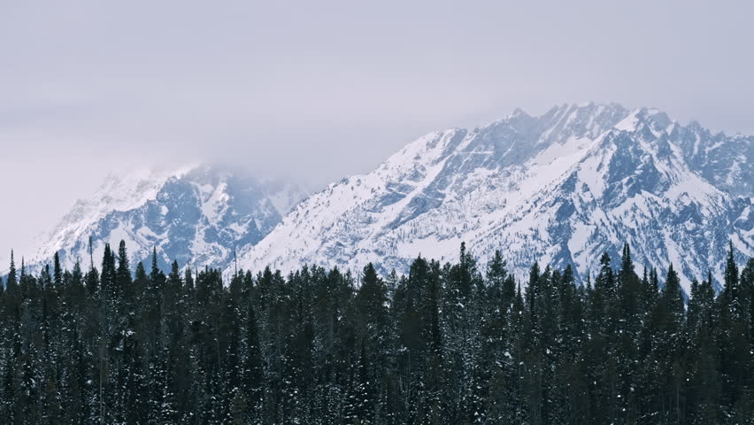 Pine Forest Below Snow Covered Grand Teton Range