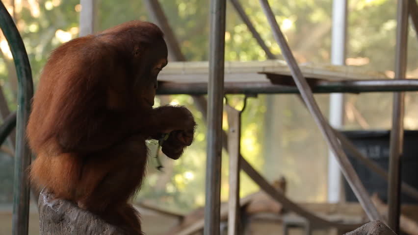 Sumatran Orangutan 10. A Sumatran Orangutan on exhibit at the Toronto Zoo.