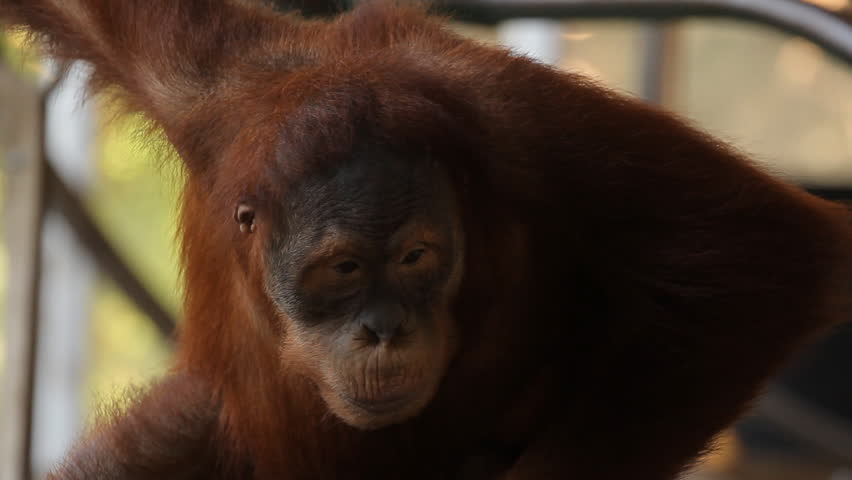Sumatran Orangutan 4. A Sumatran Orangutan on exhibit at the Toronto Zoo.