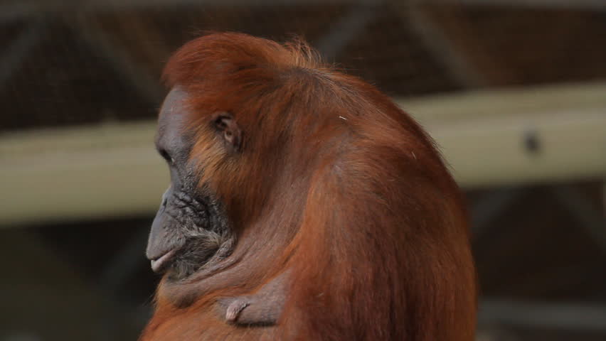 Sumatran Orangutan 5. A Sumatran Orangutan on exhibit at the Toronto Zoo. Using
