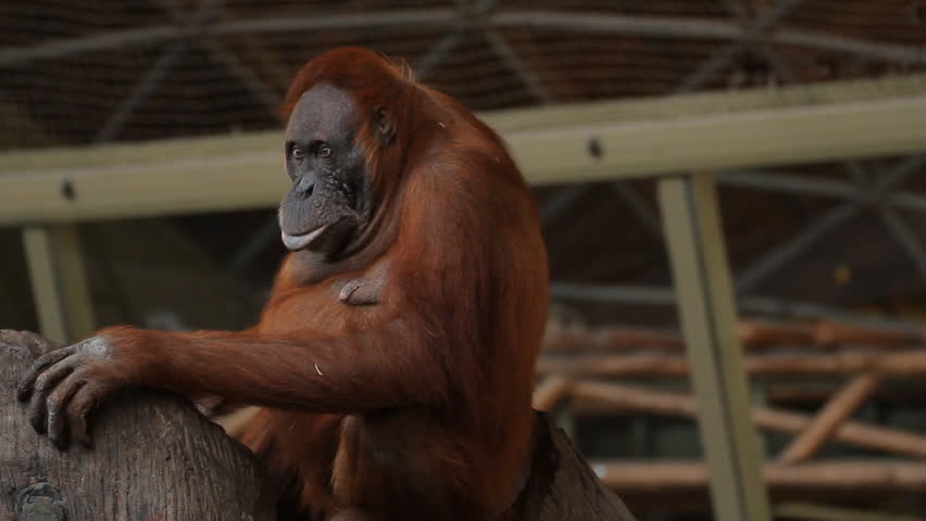 Sumatran Orangutan 7. A Sumatran Orangutan on exhibit at the Toronto Zoo. Using
