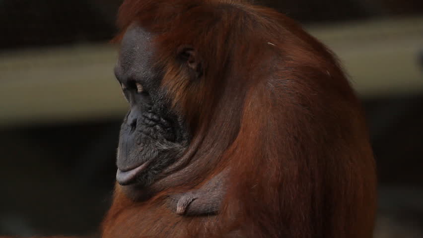 Sumatran Orangutan 8. A Sumatran Orangutan on exhibit at the Toronto Zoo. Using