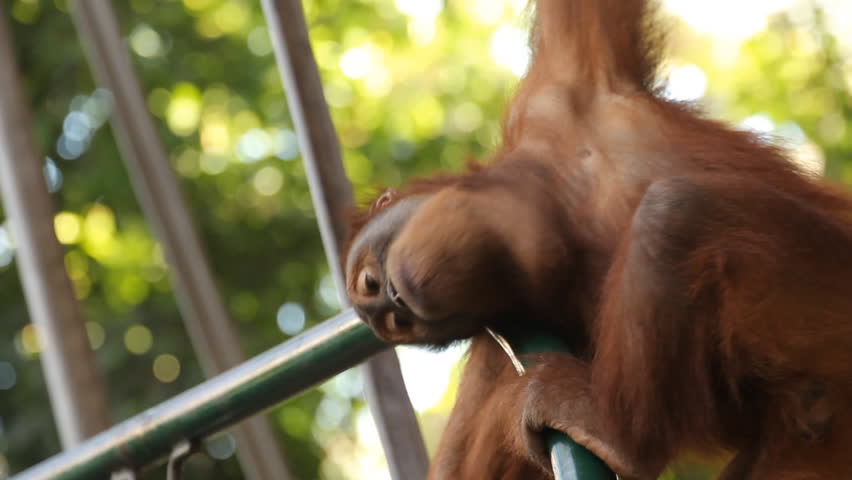Sumatran Orangutan 2. A Sumatran Orangutan on exhibit at the Toronto Zoo.
