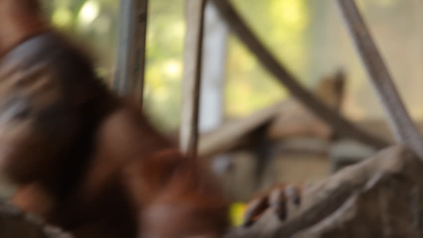 Sumatran Orangutan 3. A Sumatran Orangutan on exhibit at the Toronto Zoo.