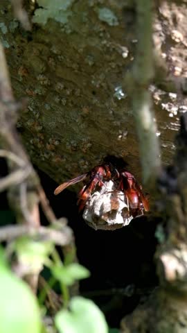 Vertical video of a colony of paper wasps making a nest. The wasp nest is like a layered paper with holes. Ecology and environmental concept. Footage 4K, 60Fps