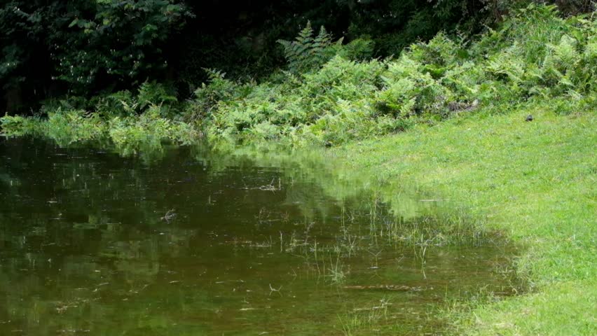 Green grass and ferns on the edge of the lake. Natural vegetation of tropical forests. Ecology and environmental concepts. Footage 4K, 60Fps