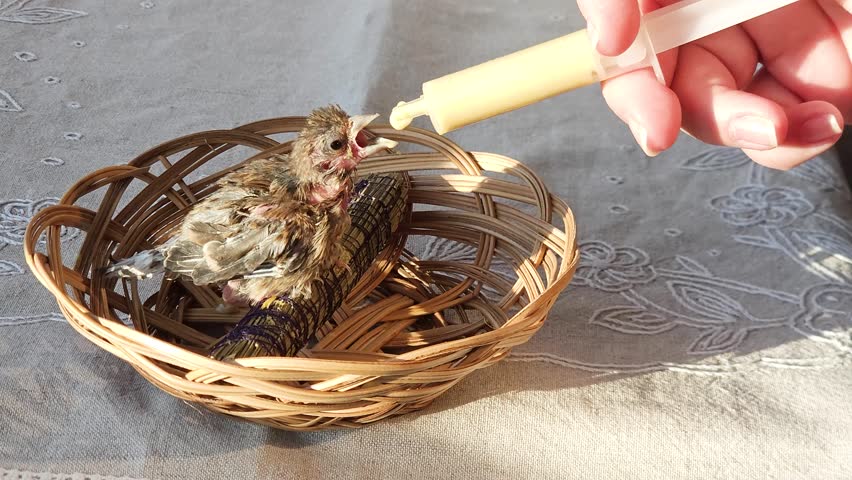 Feeding a cute little goldfinch chick in a wicker basket nest with formula using a medical syringe