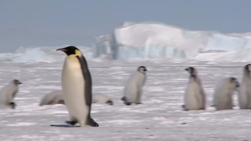 Group of Emperor Penguins Walking on Antarctic Ice
