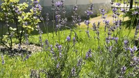  Lavender plants grow vibrantly along a stone pathway in a garden. The pathway weaves through lush greenery, creating a tranquil and picturesque outdoor space.
 - Powered by Shutterstock - Get 15% off with code: PIKWIZARD15