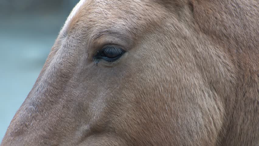 Horse head and eye. Close-up portrait. Brown Przewalski Horse Animal fur