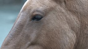 Horse head and eye. Close-up portrait. Brown Przewalski Horse Animal fur - Powered by Shutterstock - Get 15% off with code: PIKWIZARD15