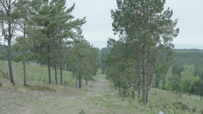 Curonian spit view from a hill at distant sea though trees anamorphic 4k 60fps