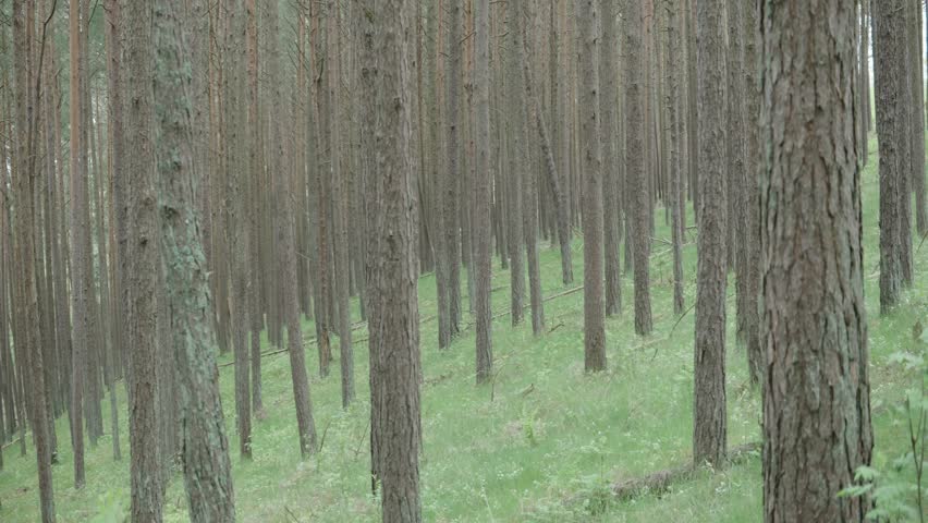 Forest on a hill at the Curonian spit anamorphic 4k 60fps