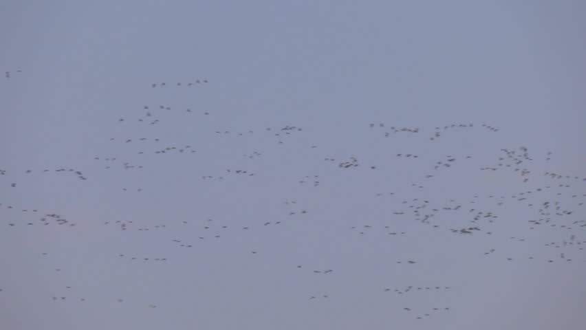 Large flock of snow geese and other migratory waterfowl flies through the sky on a spring day, seen from a distance. A flock of birds flying in the sky. The birds are mostly black and white
