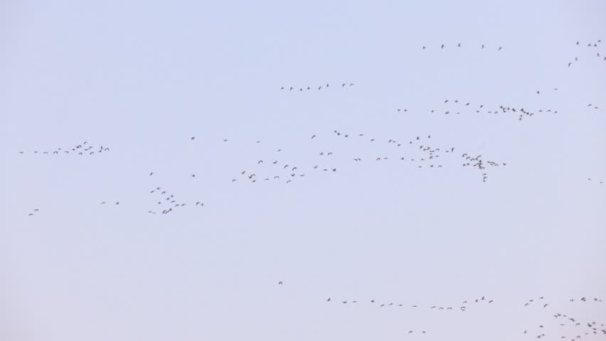 Large flock of snow geese and other migratory waterfowl flies through the sky on a spring day, seen from a distance. A flock of birds flying in the sky. The birds are mostly black and white
