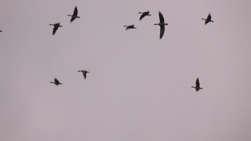 Large flock of snow geese and other migratory waterfowl flies through the sky on a spring day, seen from a distance. A flock of birds flying in the sky. The birds are mostly black and white

