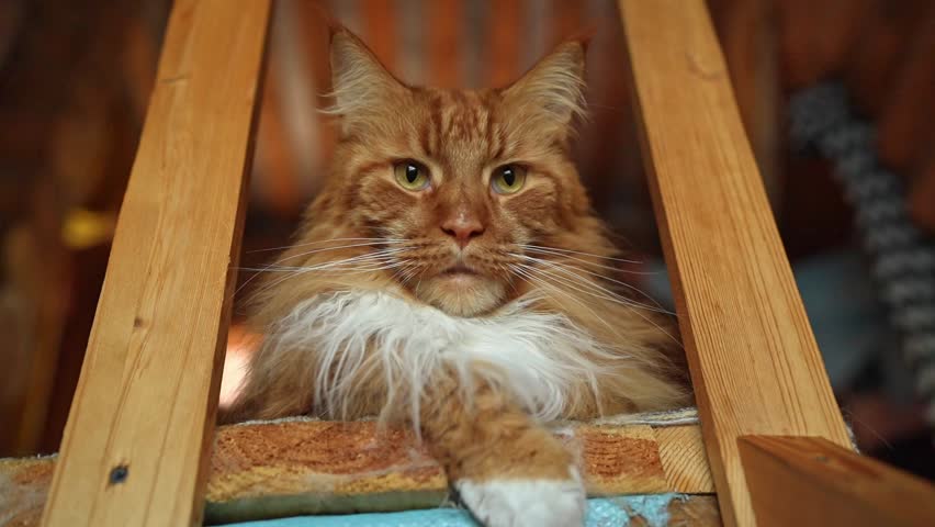 The Regal Maine Coon Cat is enjoying its time relaxing gracefully and comfortably today