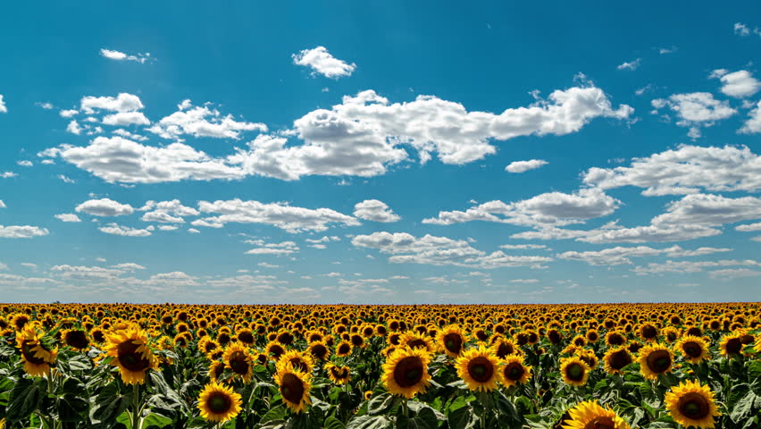 Blue Sky with White Clouds with Sunflower Field Slider Effect. Puffy Fluffy White Clouds Moving Fast. Cumulus Cloudscape Timelapse. Summer Nature Weather Sky Time Lapse Video