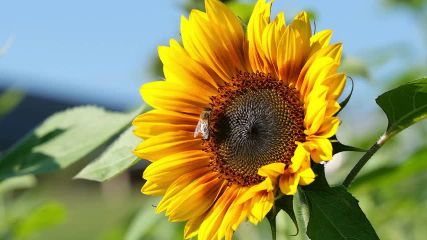 Close-up footage of Honey Bee that collects Nectar and Pollen from Sunflower. Bee harvesting honey from a sunflower. Honey bee and flower. Closeup of bees and disk florets of sunflower