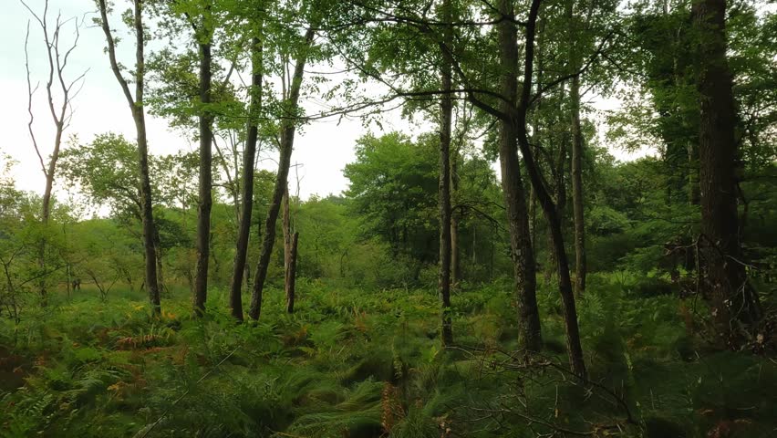 among the trees of the Lagoni of Mercurago natural park