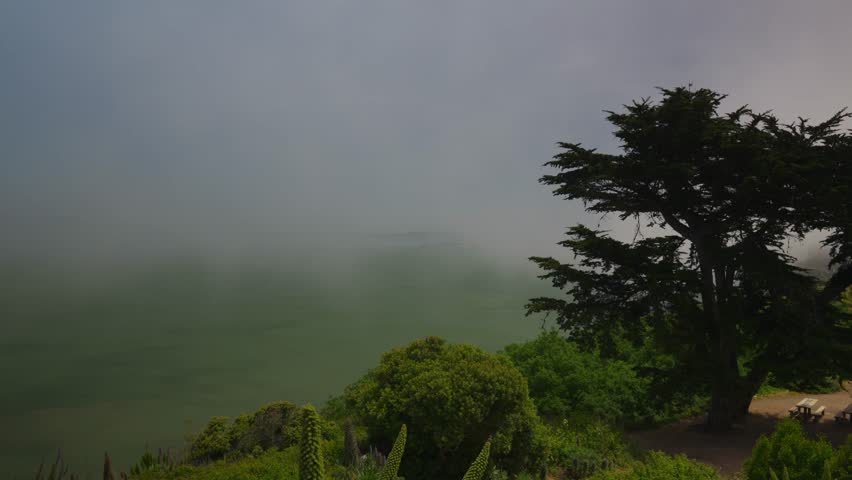 Foggy view over San Francisco Bay with a large tree and picnic table on a hillside surrounded by green vegetation.

