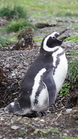 Magellanic Penguin Calling at Rocky Nest Site Argentina Vertical