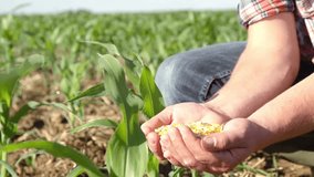 Man holding corn seeds in hand in farm field. Golden corn growing farmer hand close-up planting a corn kernel maize grain ready for planting. 4K UHD - Powered by Shutterstock - Get 15% off with code: PIKWIZARD15