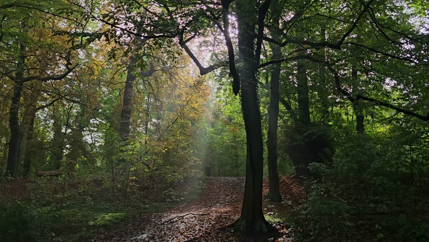 Sunbeam Filtering Through Trees in a City Park, at Parc de la Citadelle ( Citadel of Lille ) – Lille, France