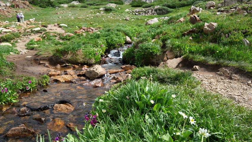 Wildflowers Blooming along a Mountain Stream near Mitchell Lake Trail, Indian Peaks Wilderness, Colorado