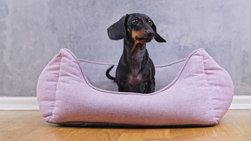 A black and tan dachshund sits comfortably on a soft pink bed on a wooden floor opposite a gray textured wall in a quiet home environment, constantly whining, dripping and playing