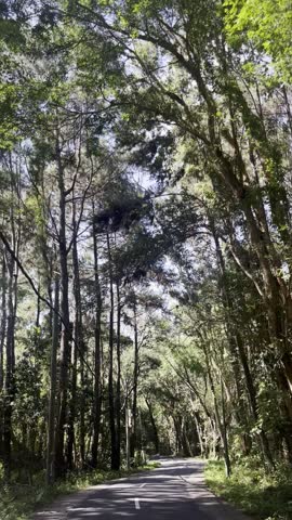 Forest Pathway With Sunlight Through Trees