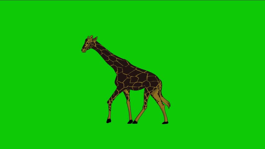 Seamless looping 2D line art animation of a giraffe walking with natural movement, isolated on a green screen background for easy chroma keying