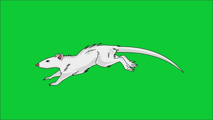 Looping 2D animation of a white, scruffy rat running quickly, illustrated in a hand-drawn line art style with exaggerated fur and motion.