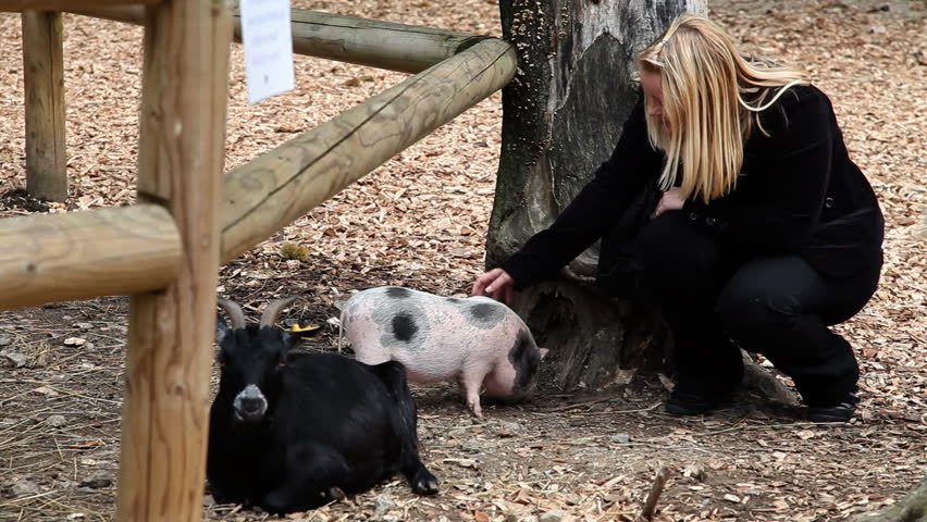 wild pig woman zoo goat lying Stock Footage Video (100% Royalty-free