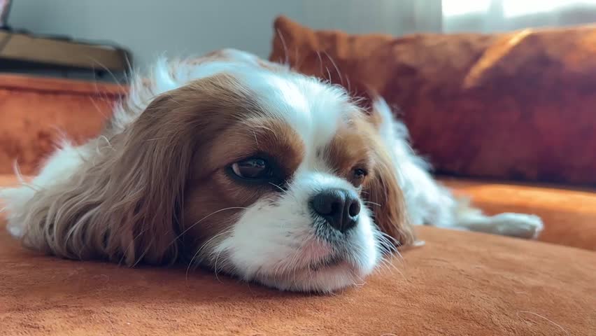 Portrait of a cute puppy. Face og the dog on grey background. Cavalier King Charles Spaniel Blenheim.