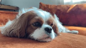Portrait of a cute puppy. Face og the dog on grey background. Cavalier King Charles Spaniel Blenheim. - Powered by Shutterstock - Get 15% off with code: PIKWIZARD15