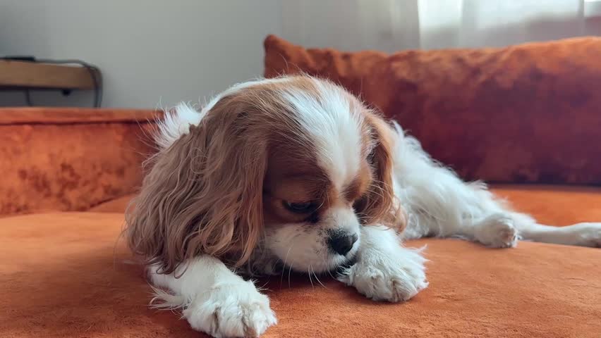 Portrait of a cute puppy. Face og the dog on grey background. Cavalier King Charles Spaniel Blenheim.