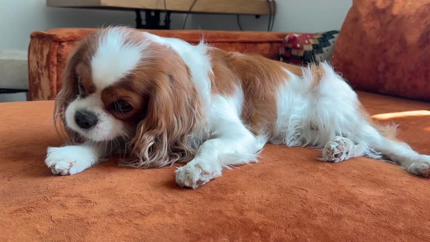 Portrait of a cute puppy. Face og the dog on grey background. Cavalier King Charles Spaniel Blenheim.