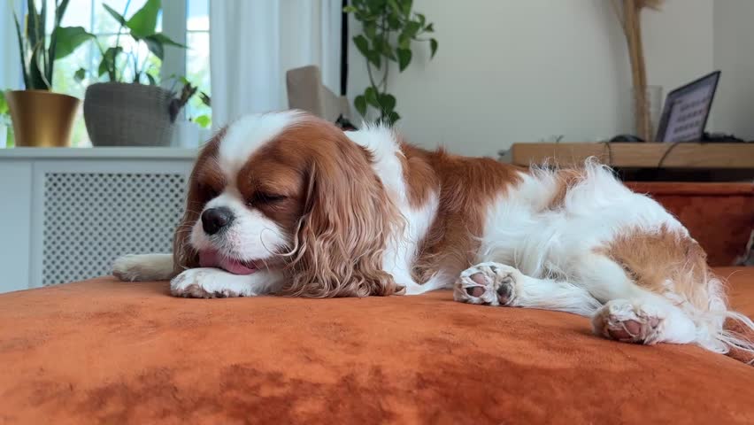 Portrait of a cute puppy. Face og the dog on grey background. Cavalier King Charles Spaniel Blenheim.