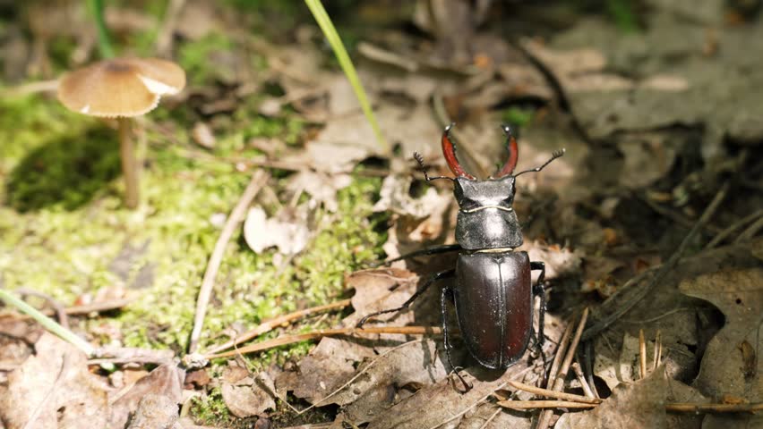 European stag beetle walks on the forest floor near a small mushroom, showcasing its distinctive antlers and dark exoskeleton in natural sunlight