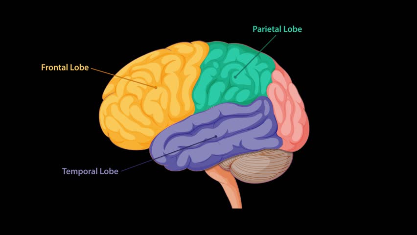 Colorful side-view animation sequentially labels and highlights the frontal, parietal, temporal, occipital lobes, brain stem, and cerebellum on a black background using smooth transitions