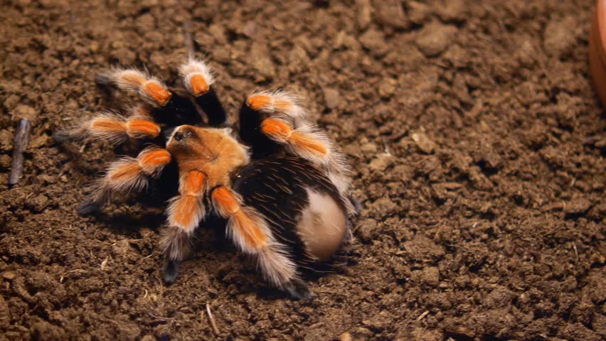 Discovering the vibrant colors of a tarantula in its habitat