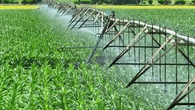 Center pivot irrigation in action from above, with water misting over healthy crops; an aerial perspective illustrating advanced agricultural irrigation and resource efficiency.
 - Powered by Shutterstock - Get 15% off with code: PIKWIZARD15