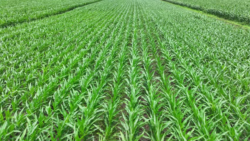 Bird’s eye aerial shot of a thriving corn field with neatly spaced rows, capturing the expanse of farmland and the meticulous care given to crop health and productivity.
